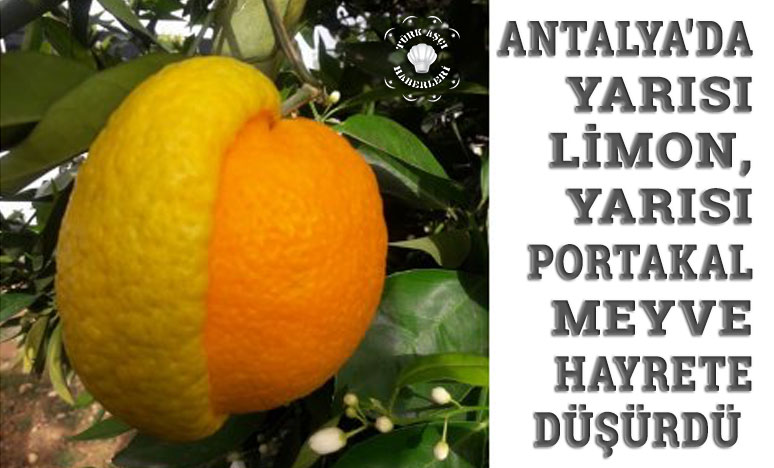 Antalya'da Yarısı Limon, Yarısı Portakal Meyve Hayrete Düşürdü 