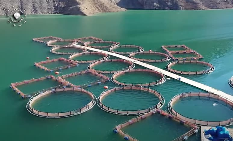 Erzurum İspir'de Balık Üretimiyle İhracat Başarısı<