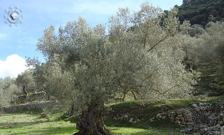 Zeytin Cesitleri Nelerdir Zeytin Agaci Nasil Yetistirilir