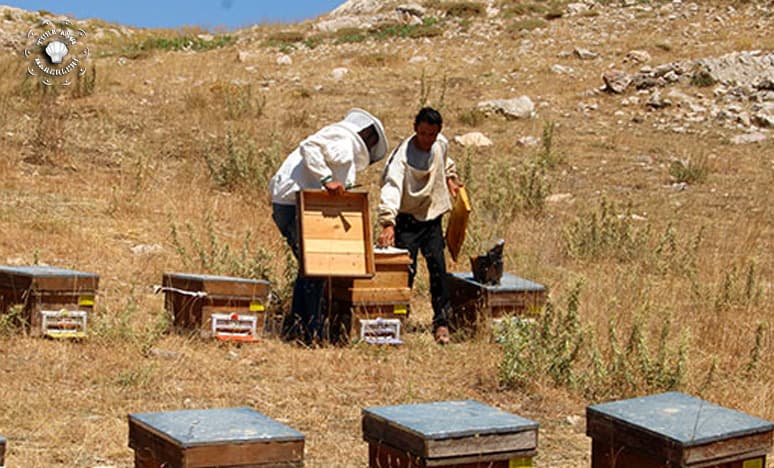 Bal Çeşitleri Nelerdir?