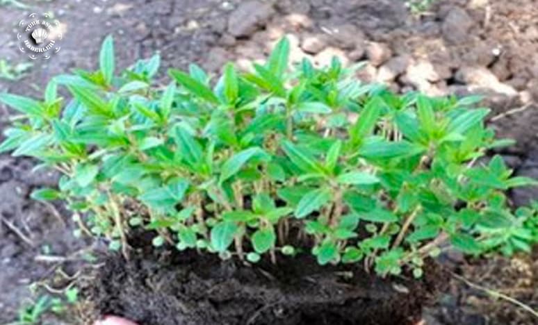 Çubritsa & Çibrisa Nedir?