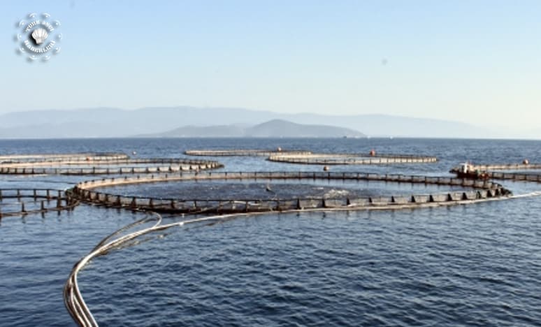 Muğla'da Üretilen "Kültür Balığı" Dünyada İlgi Görüyor...