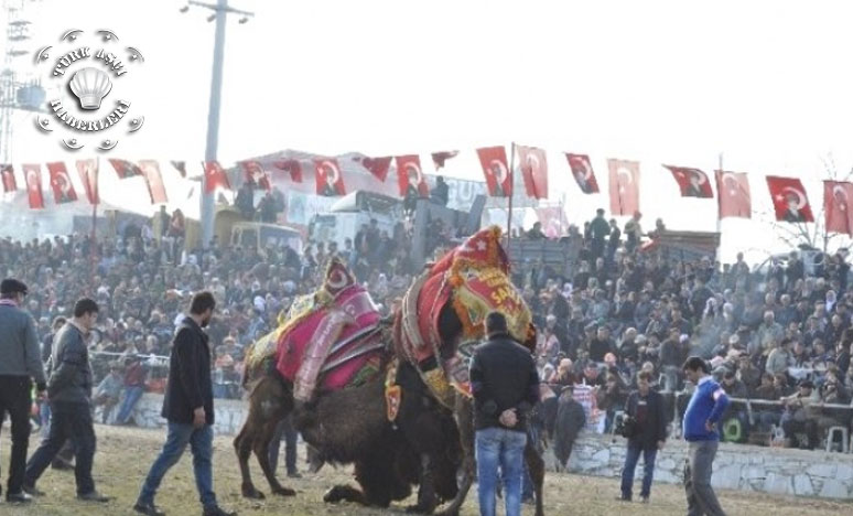 150 Devenin Güreştiği Festival Renkli Görüntülere Sahne Oldu 