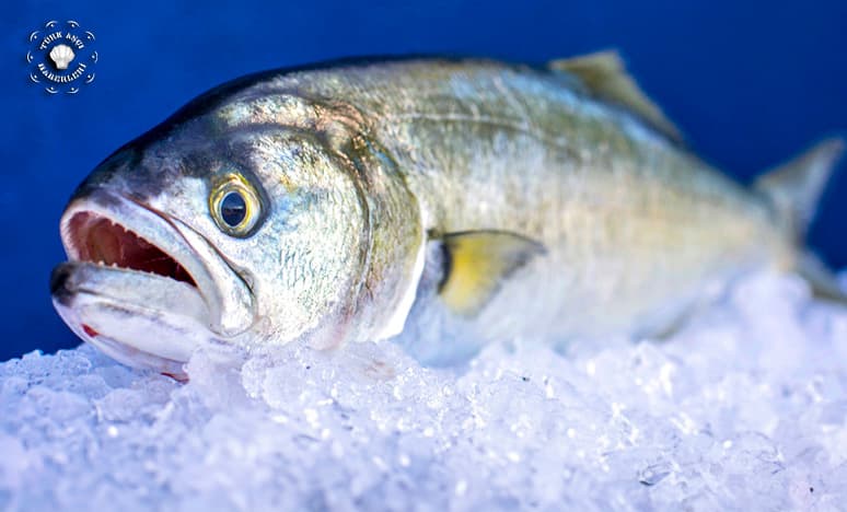 Balık Tezgahlarında Lüfer Fiyatları Yarı Yarıya Düştü