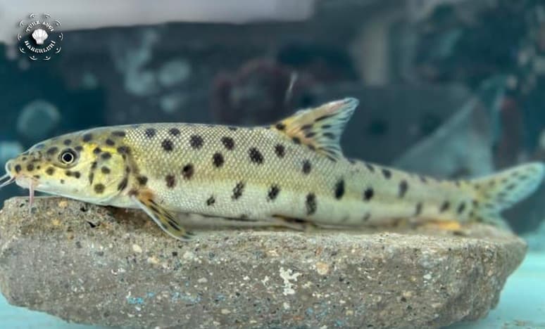 Leopar Sazanı Balığı Nedir? Leopar Sazanı'nın Özellikleri 