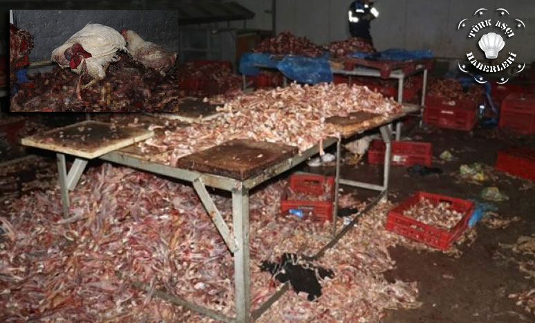 Adana’da 3 Ton Kesilmiş Kaçak Tavuk Ele Geçirildi
