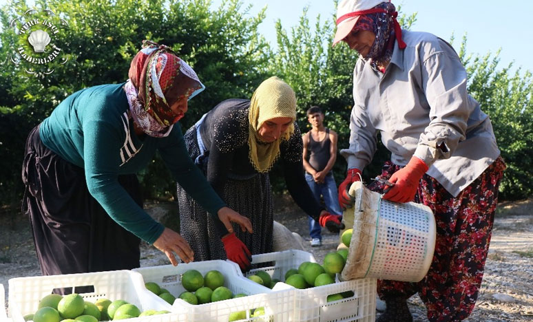 Adana’da Portakal Hasadı Başladı