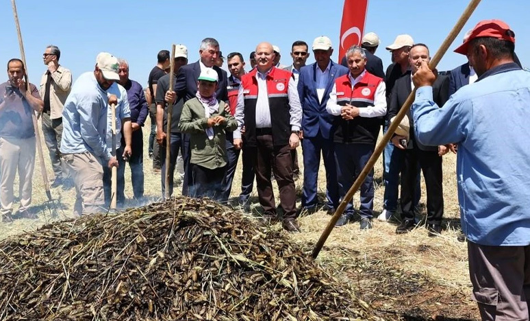 Anadolu'nun Dumanlı Hazinesi Firik Bulguru Hasadı