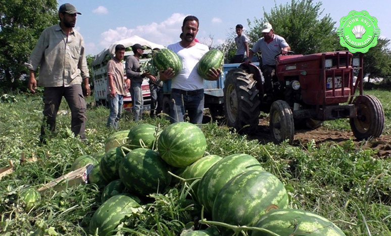 Atça karpuzu yılda 45 bin ton üretiliyor