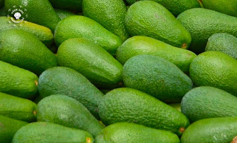 Avokado Soruları Ve Avokado Cevapları 