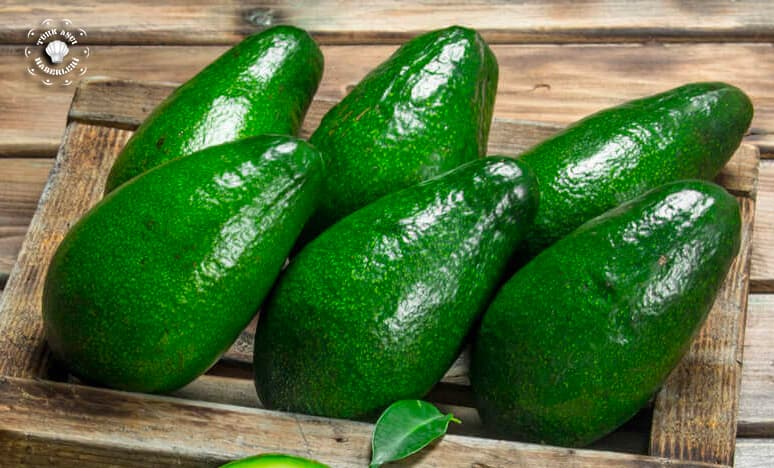 Avokado Soruları Ve Avokado Cevapları 