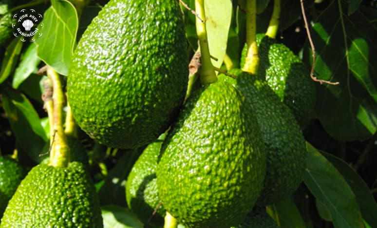 Avokado Soruları Ve Avokado Cevapları 