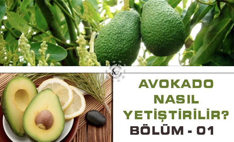 Avokado Nasıl Yetiştirilir? B-1 