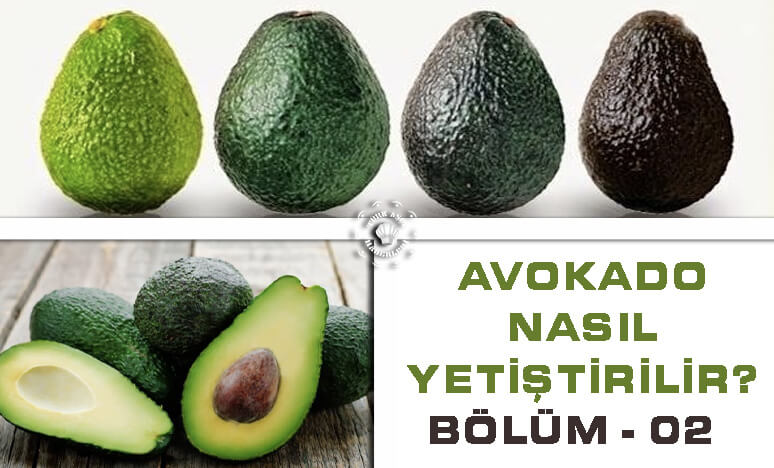 Avokado Nasıl Yetiştirilir? B-2  