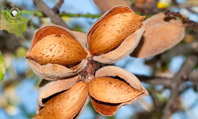 Badem Nedir? Badem Çeşitleri Nelerdir?