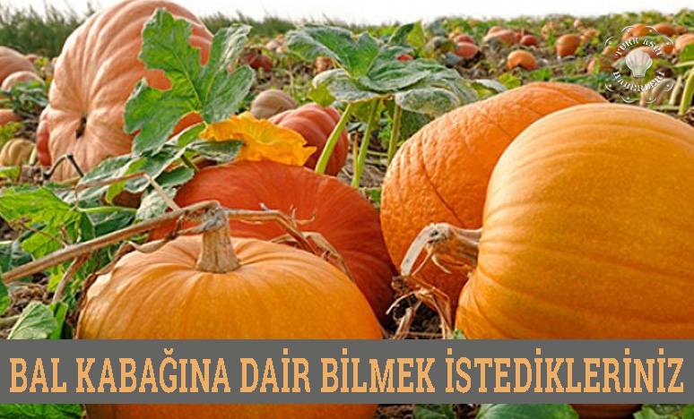 Bal Kabağına Dair Bilmek İstedikleriniz