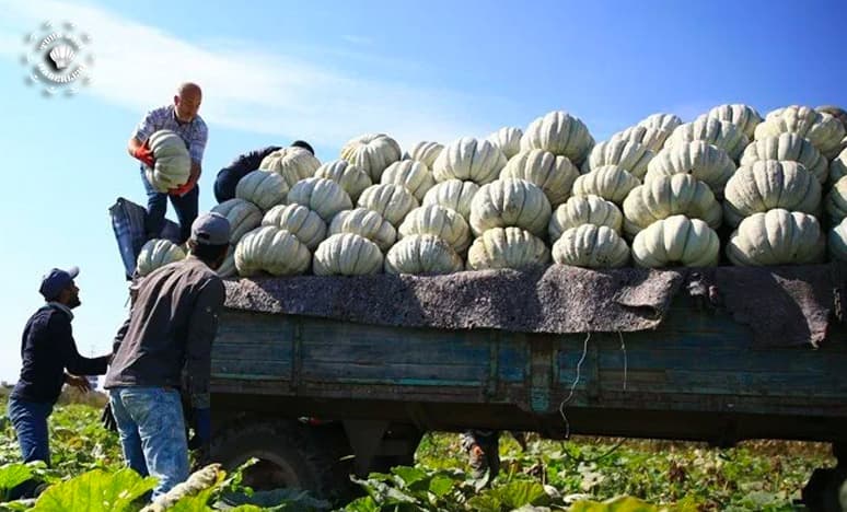 Balkabağı En Fazla Almanya'ya İhraç Ediliyor