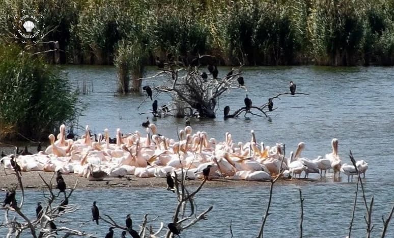 Bandırma'da Kuş Cenneti Kültür ve Turizm Festivali