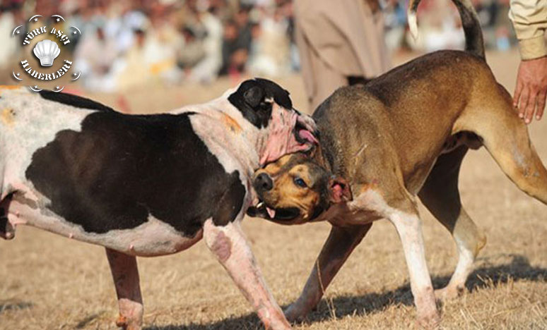 Baskında Yavru Köpekler De Kurtarıldı