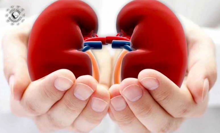 Böbrek Sağlığı Nedir? Böbrek Sağlığına İyi Gelen Yiyecekler 