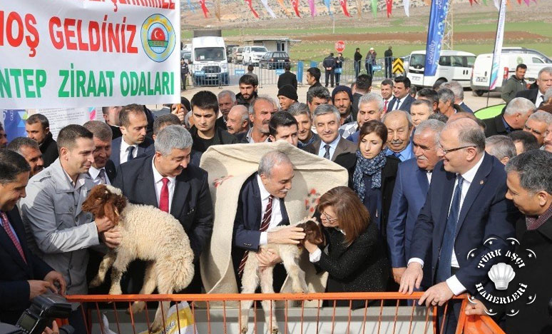 Büyükşehir'den 400 Çiftçiye 200 Ton Koyun Süt Yemi