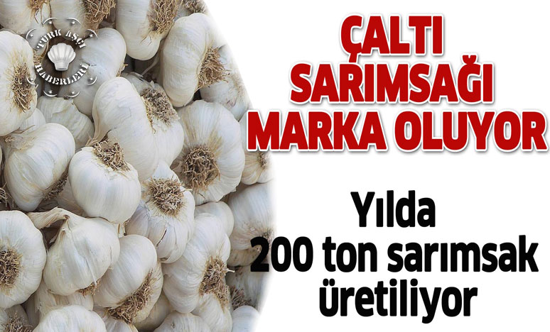 Marka Olma Hedefindeki Çaltı Sarımsağı İçin Tanıtım Festivali<