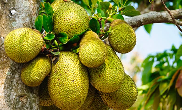 Çürümeye Bırakılan Jackfruit Meyvesi Açlıktan Kurtarıyor