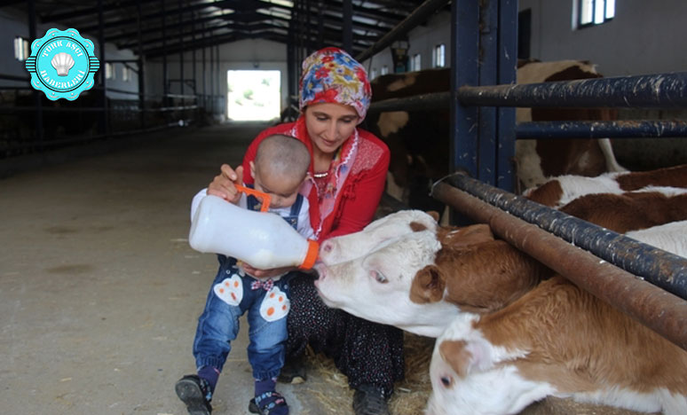 Devletten Aldığı Destekle Süt Çiftliği Kurdu