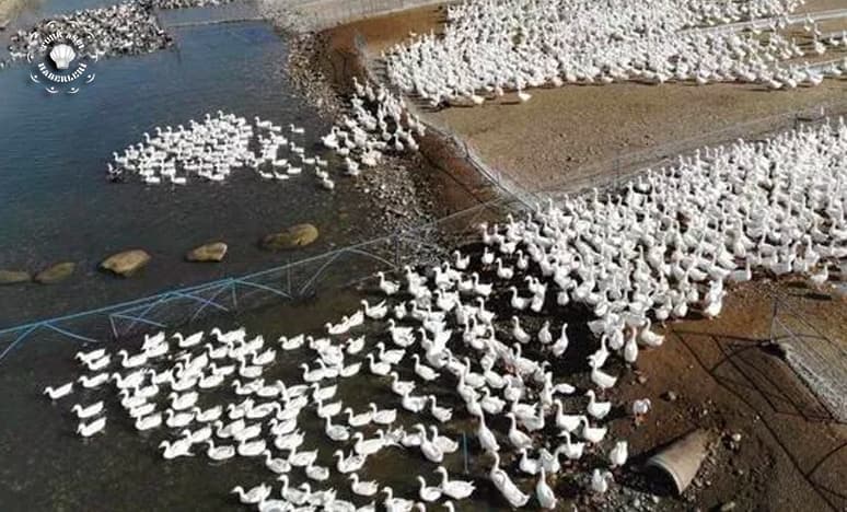 Ekmeğini Taştan Çıkaranlar ve Kaz Yetiştiriciliğine Destek