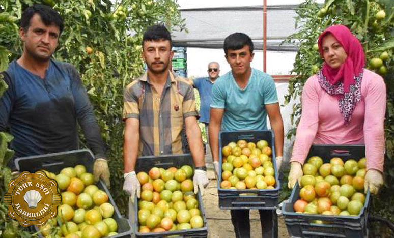 Elmalı'nın Yayla Domatesi 