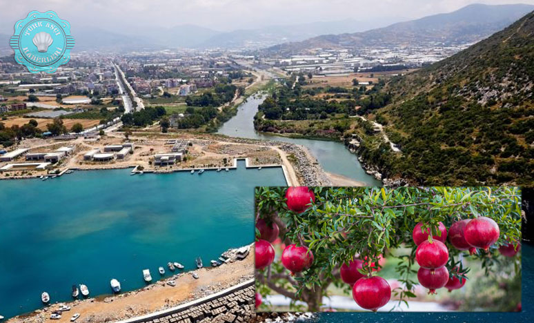 Gazipaşa Çekirdeksiz Nar İle Dünya Pazarına Açıldı 