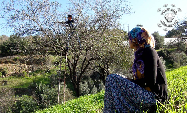 Gazipaşa’da Ocak Ayında Aşeren Karısı İçin Çağla Topladı