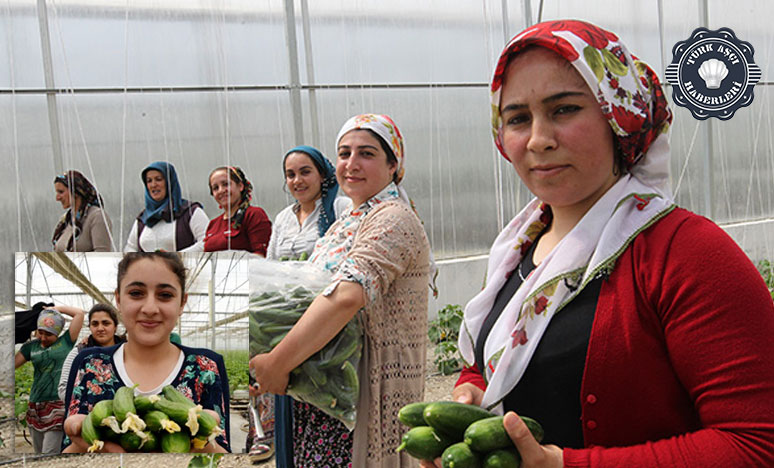 Gazipaşa İlçesi'nde örtü altı salatalık hasadı başladı. 