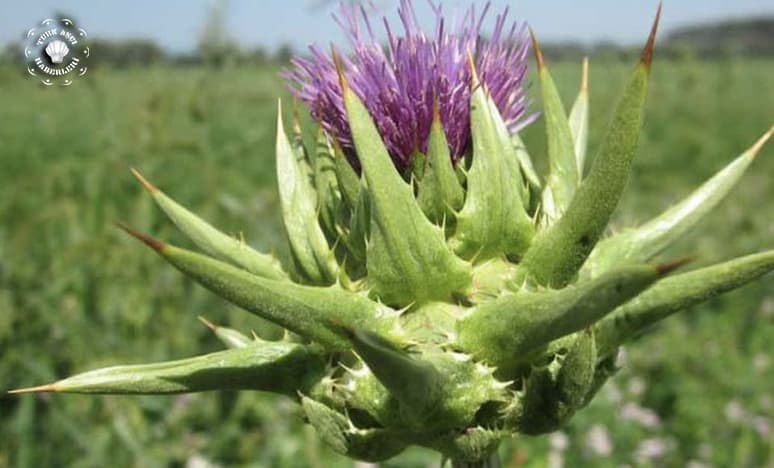 Girit Usulü ve Kuzu Etli Şevketi Bostan Nasıl Yapılır?