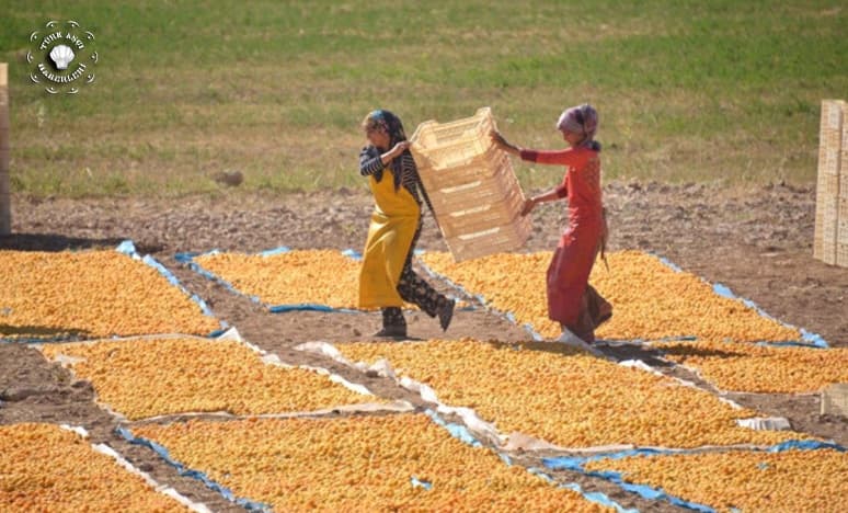 Güneşin Altın Yumurtası 