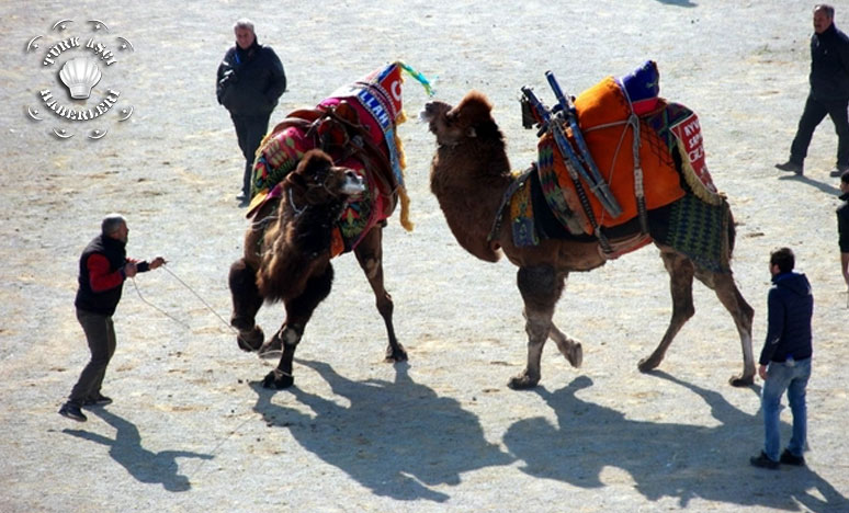 210 Güreşçi Deve Arenaya Çıktı