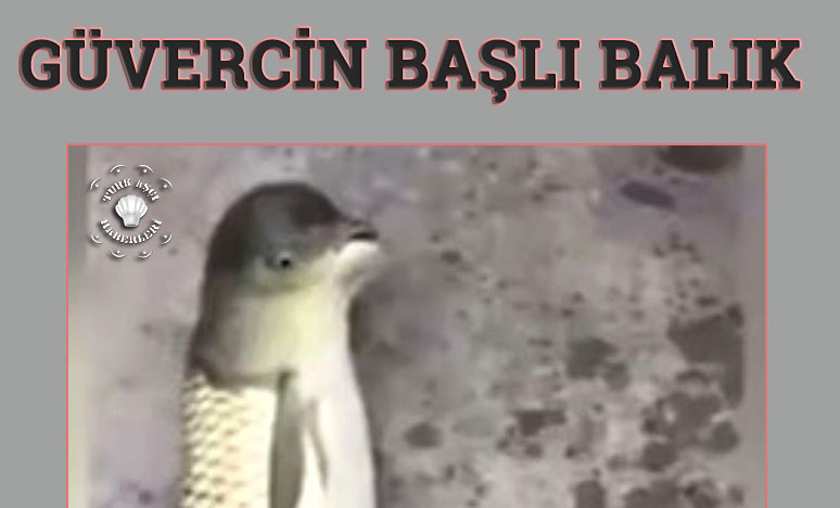 Güvercin Başlı Balık Görenleri Hayrete Düşürdü