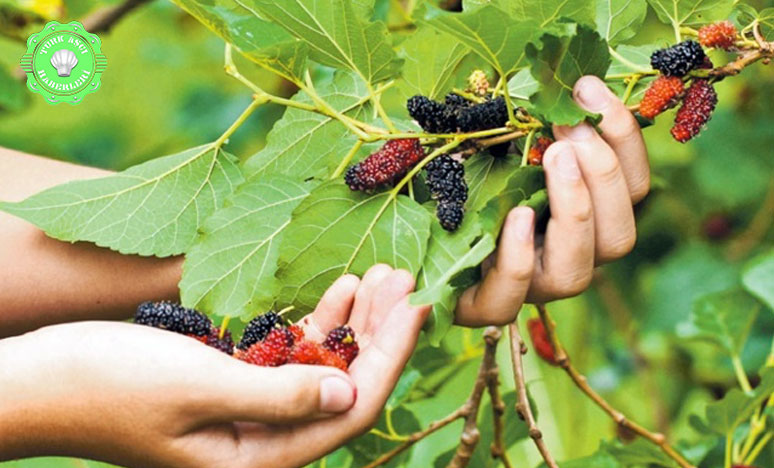 Huzur Ve Bereketin Sembollerinden Dut