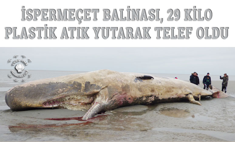 İspermeçet Balinası, 29 Kilo Plastik Atık Yutarak Telef Oldu