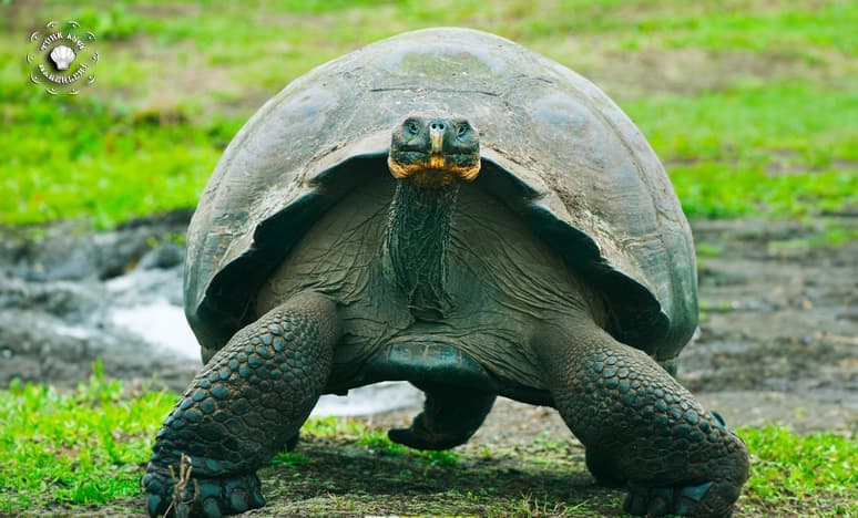 Kaplumbağa Nedir? Çeşitleri Nelerdir? Nasıl Beslenirler?