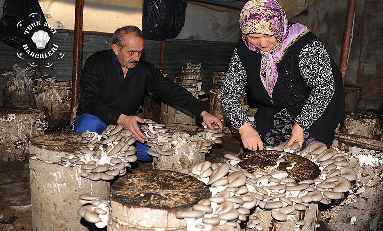 Kayın Mantarı Muhtarın Geçim Kaynağı Oldu