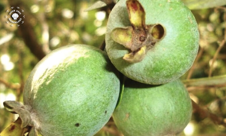 Kaymak Ağacı Meyvesi nedir? Feijoa 'nın Faydaları...