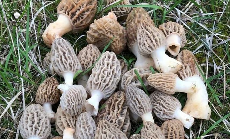 Kuzu Göbeği Mantarı Isparta'da Bolluk Getirdi