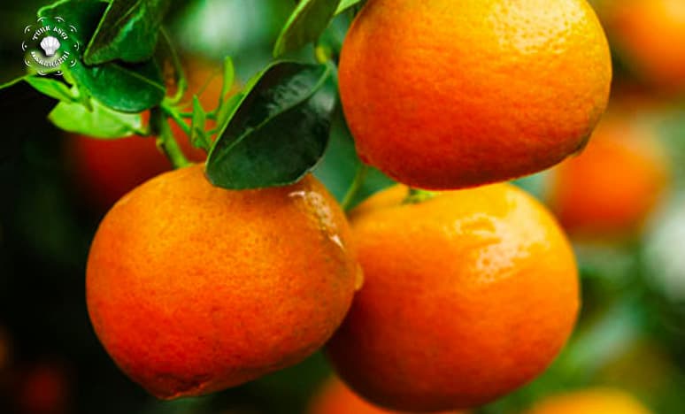 Mandalina Çeşitleri Nelerdir?