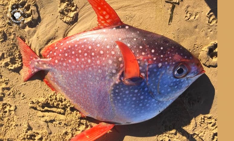 Opah Balığı Nedir?