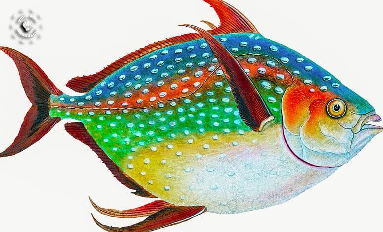 Opah Balığı Nedir?
