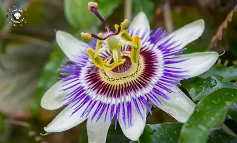 Passiflora Nedir? Passiflora soruları ve cevapları...