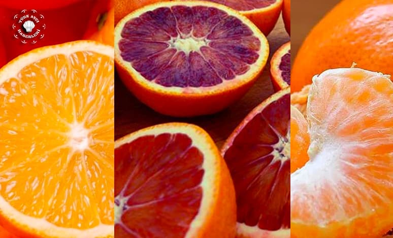 Portakal Çeşitleri & Limon Çeşitleri & Narinciye Çeşitleri