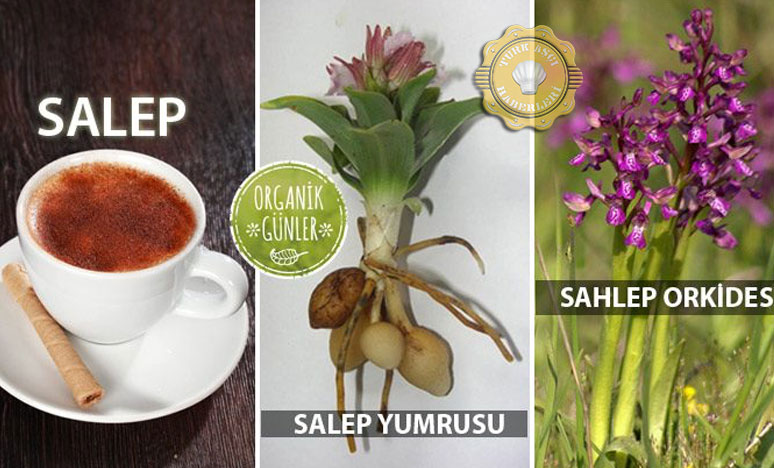 3 Köyümüzde Salep Projesi Çalışmalarımıza Devam