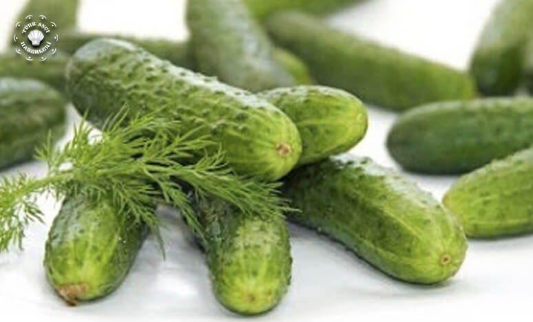 Salatalık Nedir? Salatalık Çeşitleri Nelerdir? Salatalığın Faydaları...